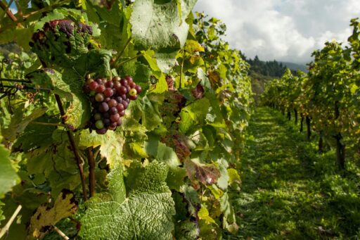 Wine Tours Nice French Riviera